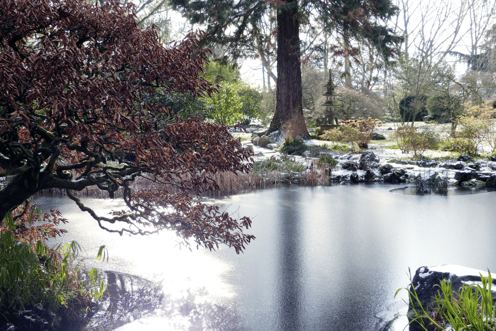 Large garden pond in winter